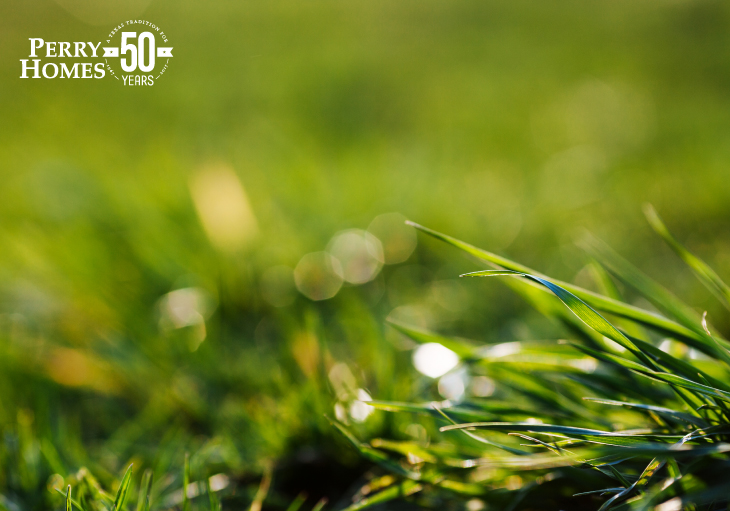 close up of blades of green grass